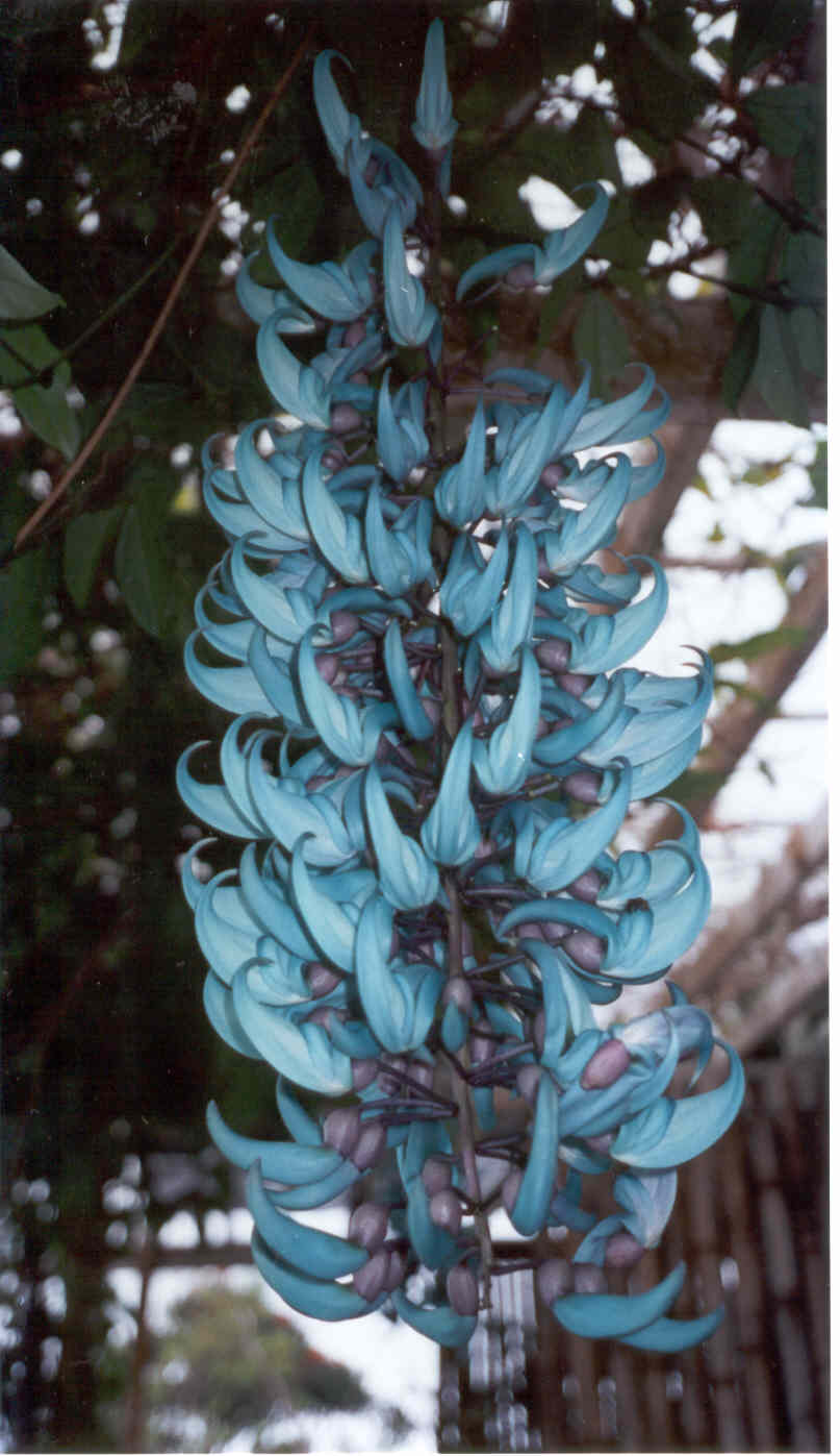 bloemen.jpg