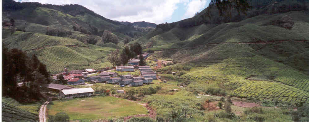cameronhighlands.jpg