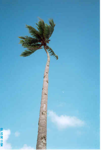 palmbintan.jpg
